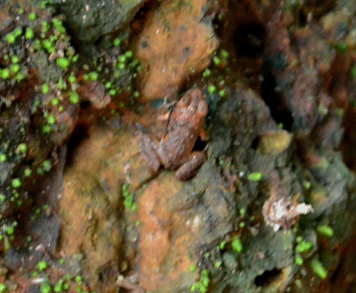 Sivun Minervarya rufescens (Jerdon 1853) kuva