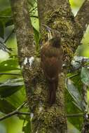 Image of Strong-billed Woodcreeper