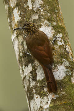 Image of Cocoa Woodcreeper