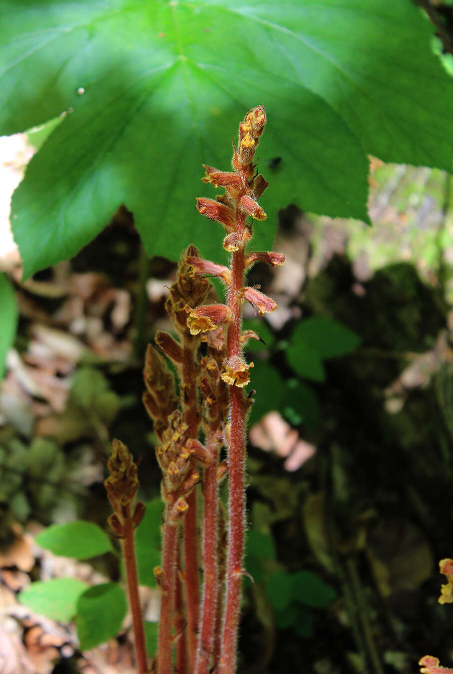 Imagem de Orobanche laxissima Uhlich & Rätzel