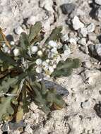 Image of mountain pepperweed