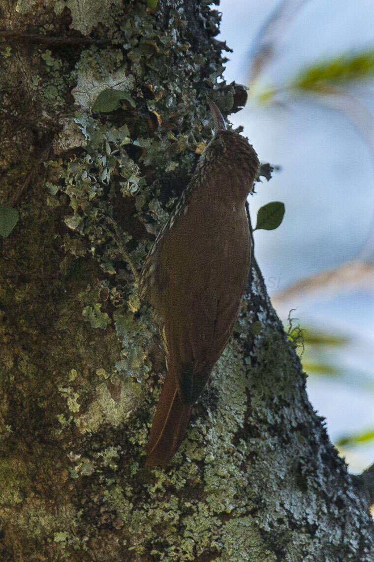 Image of Scaled Woodcreeper