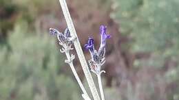 Image of Lavandula lanata Boiss.