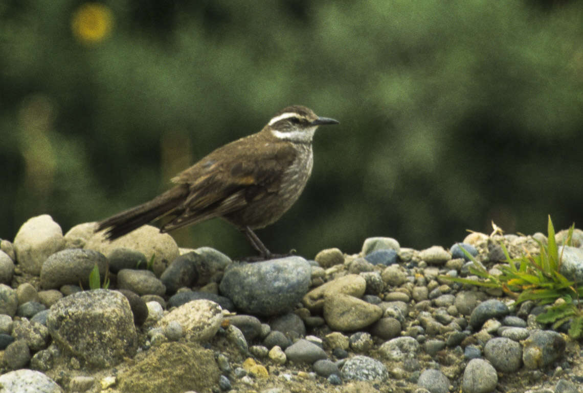 Image of Dark-bellied Cinclodes