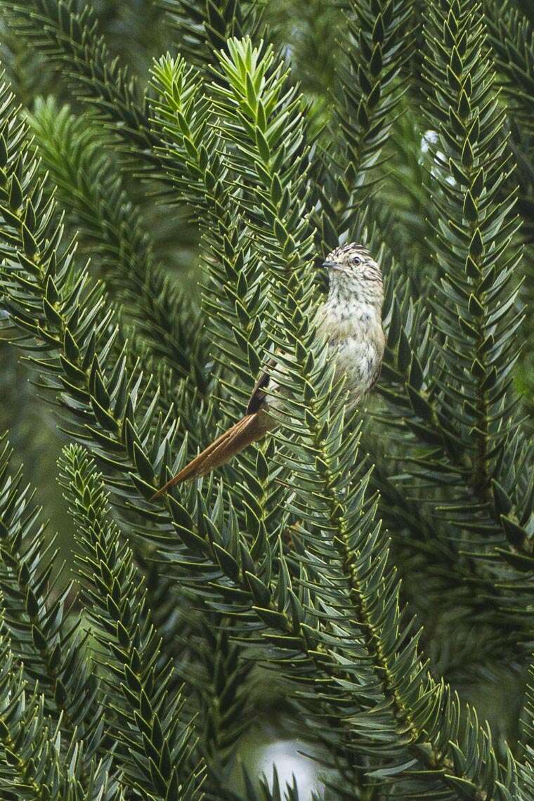 Image of Araucaria Tit-Spinetail