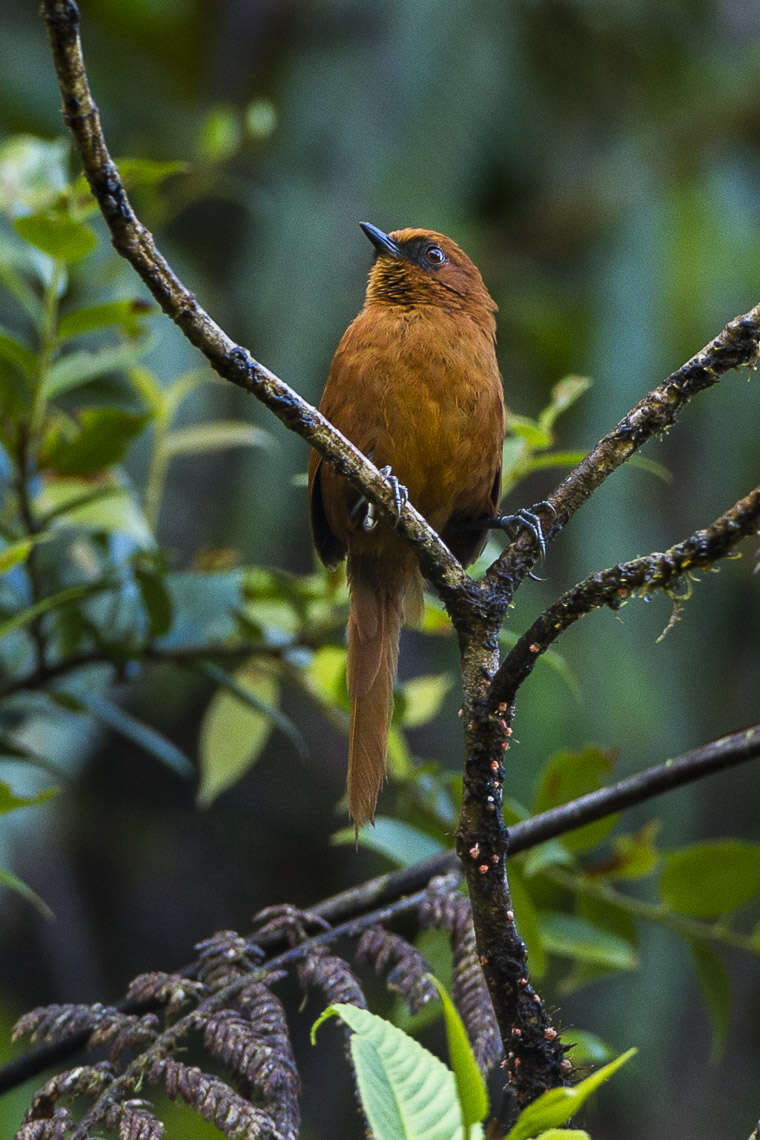 Image of Rufous Spinetail