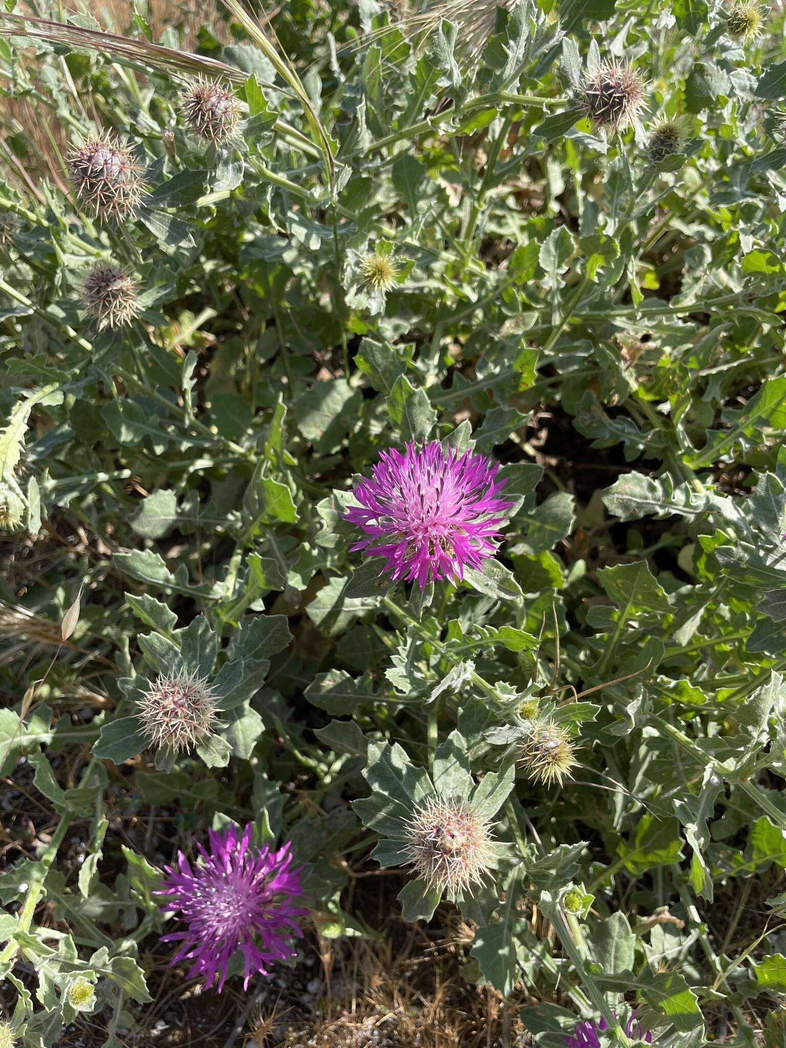 Слика од Centaurea sphaerocephala L.