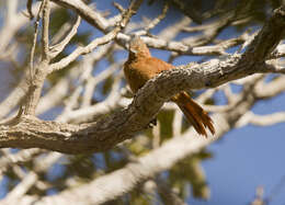 Image of Grey-crested Cacholote