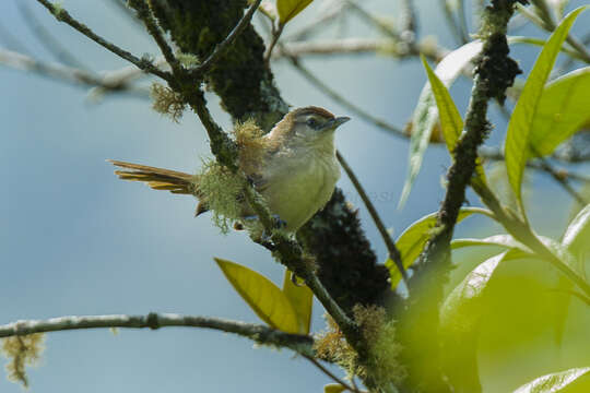 Image of Rufous-fronted Thornbird