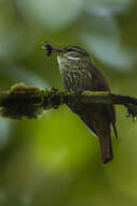 Image of Streaked Xenops