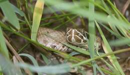 Image of Arizona ridge-nosed rattlesnake