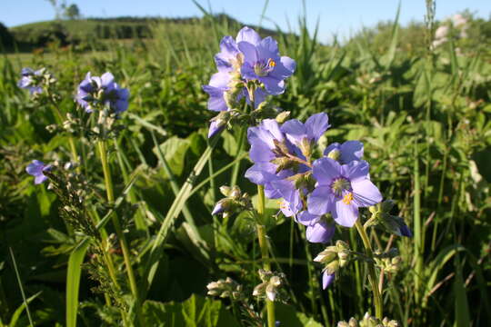 Image de Polémoine bleue