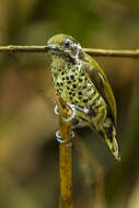 Image of Speckled Piculet