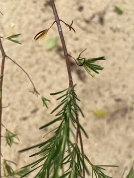 Image of Smooth-Bark St. John's-Wort