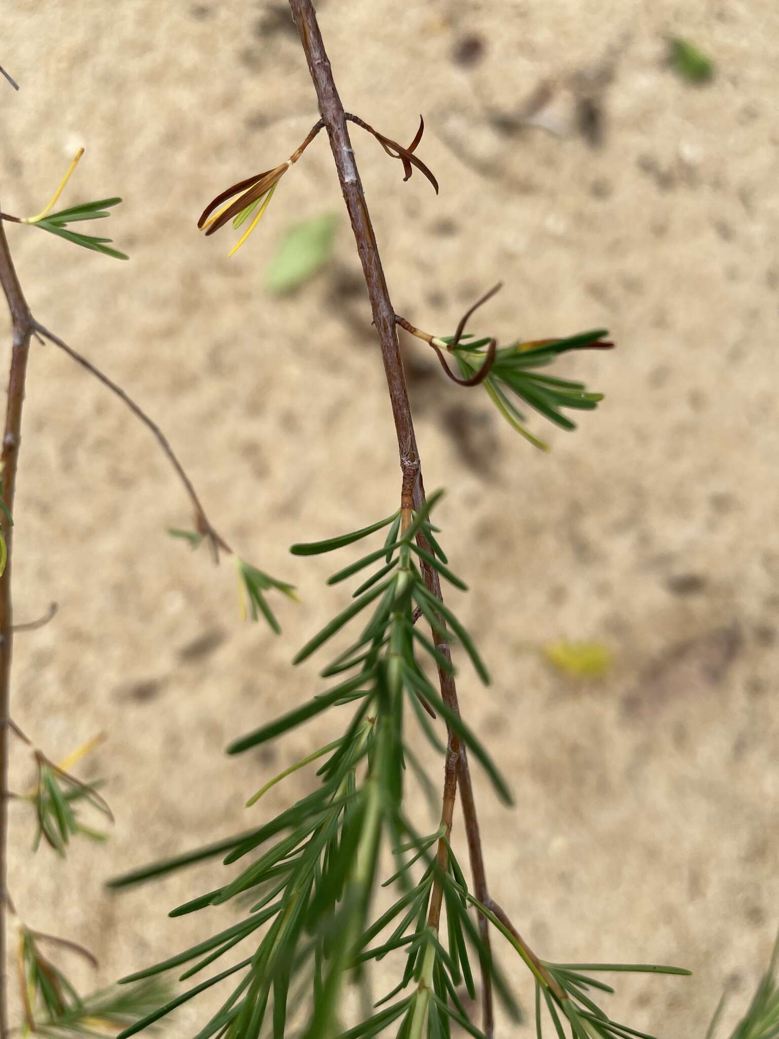 Plancia ëd Hypericum lissophloeus P. Adams