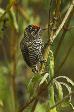 Image of White-barred Piculet