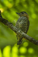 Image of Ochre-collared Piculet