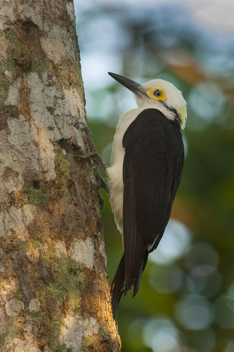 Image of White Woodpecker