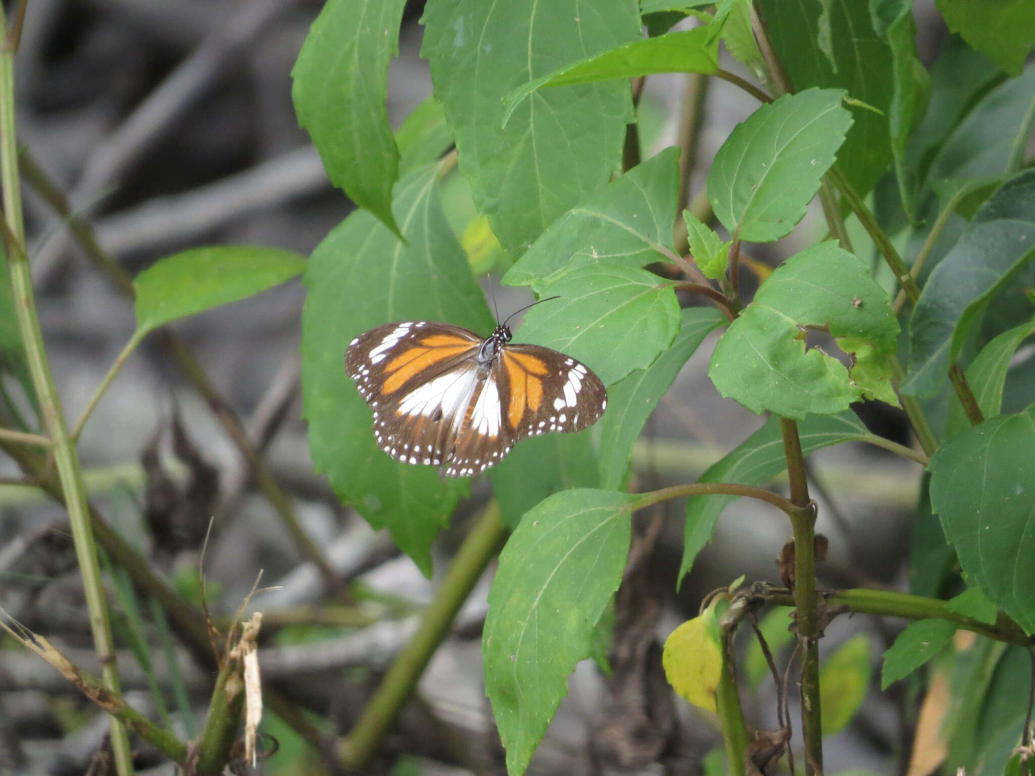 Sivun Danaus (Salatura) affinis malayana (Fruhstorfer 1899) kuva