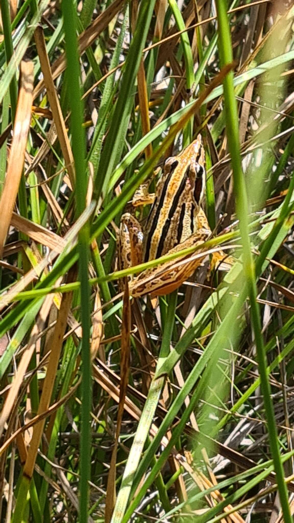 Image of Striped Stream Frog