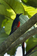 Image of Tellow-tufted Woodpecker