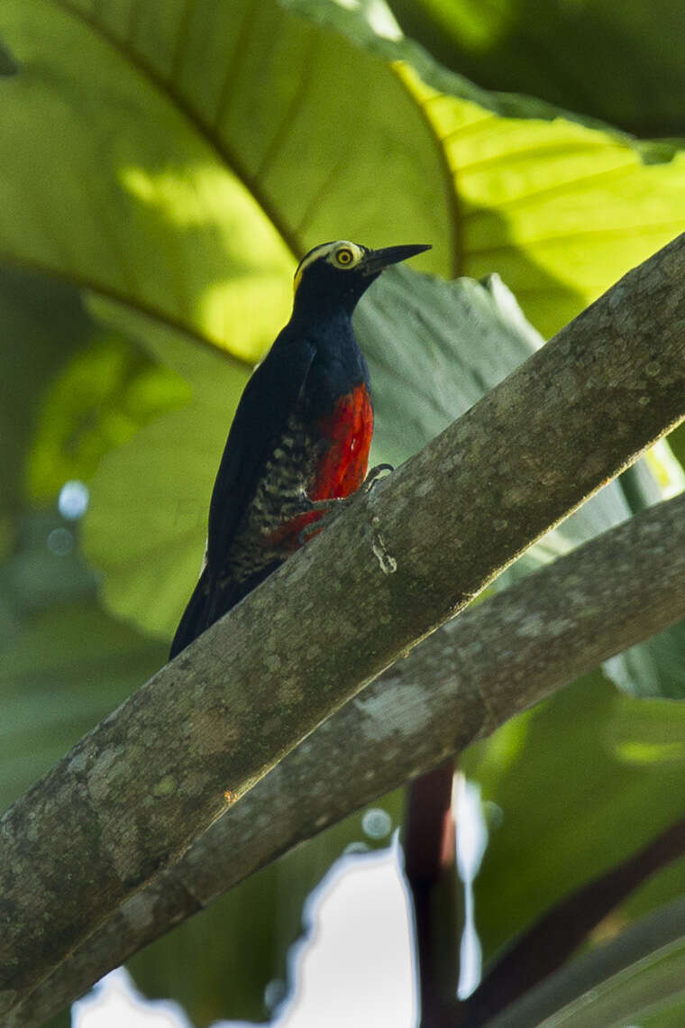 Image of Tellow-tufted Woodpecker