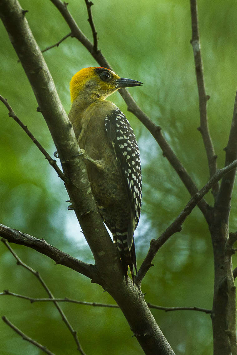 Image of Golden-cheeked Woodpecker