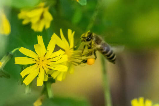 Image of Apis cerana Fabricius 1793