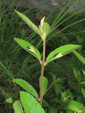 Image de Callicarpa formosana var. formosana