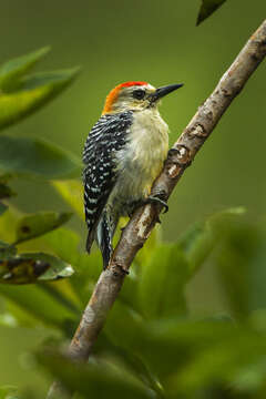 Image of Red-crowned Woodpecker