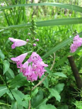 Image of Slender-Leaf False Dragonhead