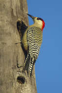 Image of West Indian Woodpecker