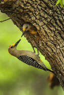 Image of Golden-fronted Woodpecker