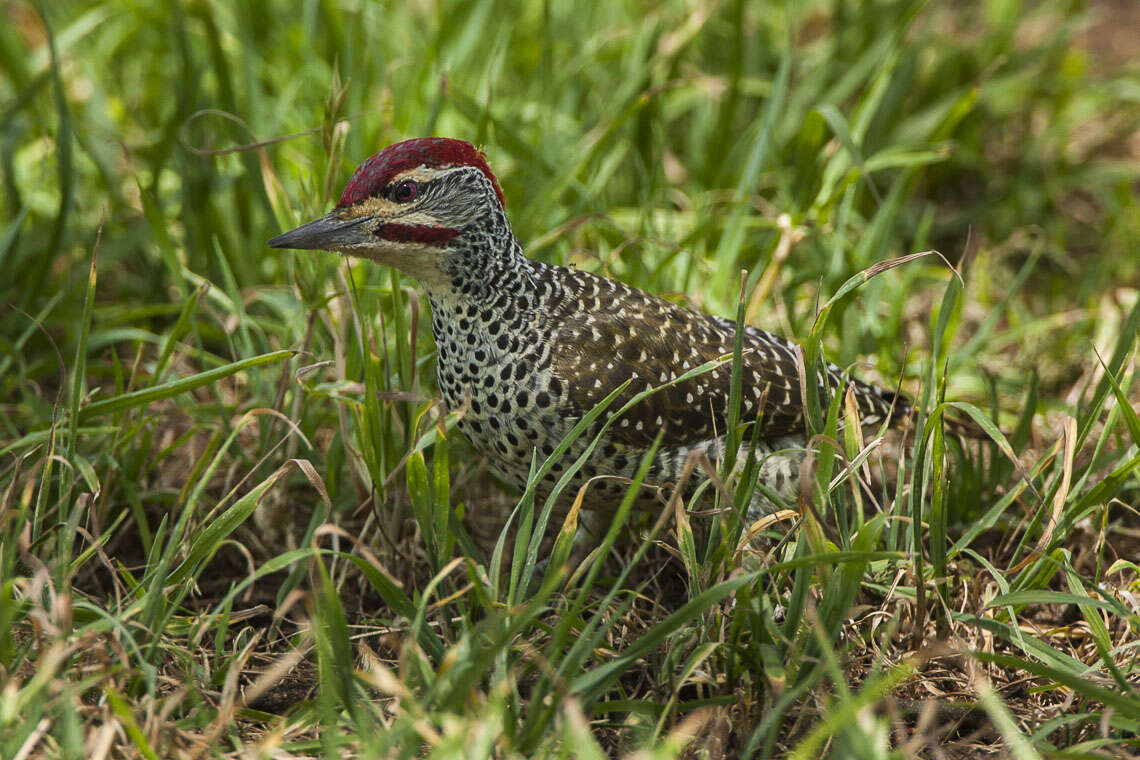 Image of Nubian Woodpecker