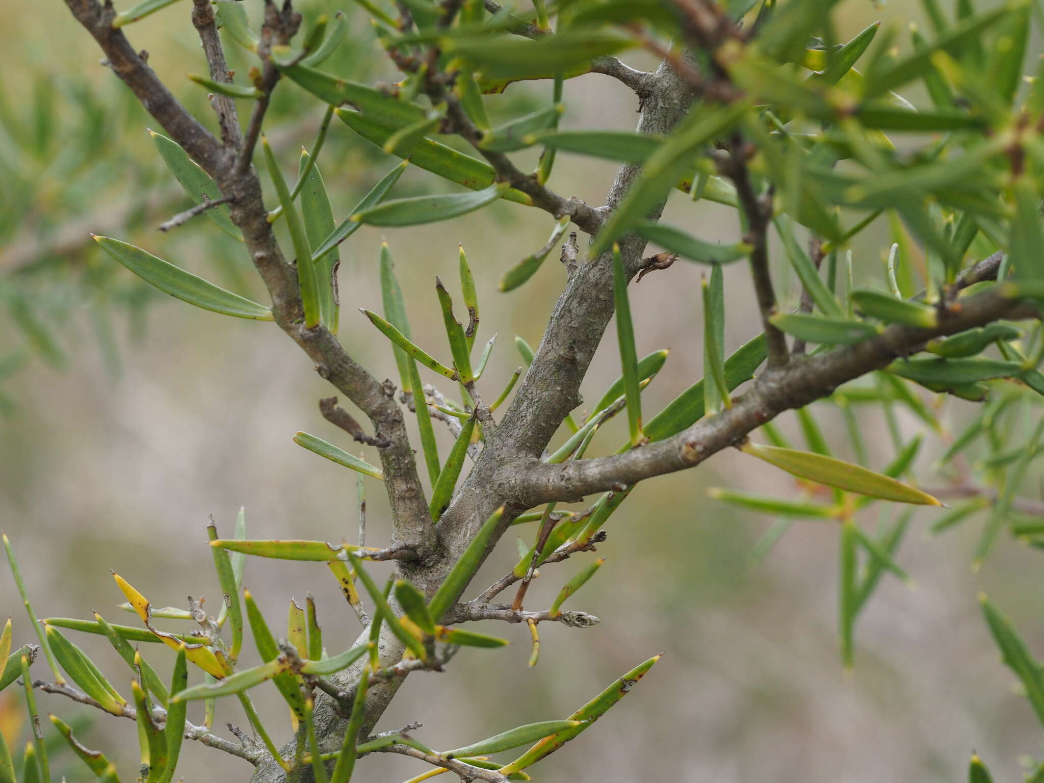 Image of Hakea linearis R. Br.