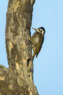 Image of Bearded Woodpecker