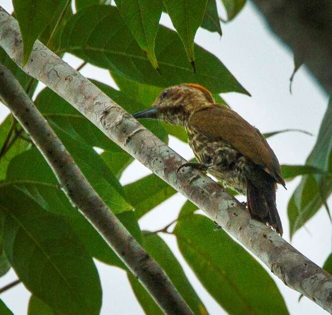 Imagem de Dendropicos lugubris Hartlaub 1857