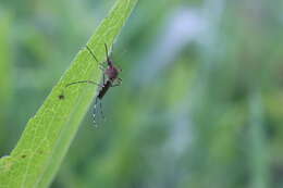 Image de Aedes canadensis canadensis