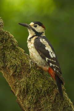 Image of Syrian Woodpecker