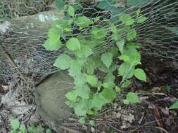 Image of whitehair goldenrod