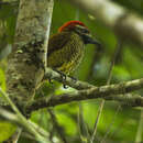 Image of Yellow-vented Woodpecker
