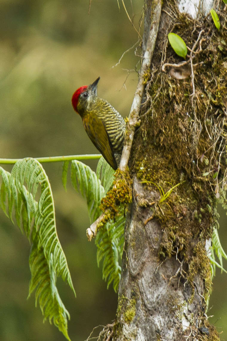 Image of Bar-bellied Woodpecker