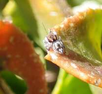 Image of Maratus albus Otto & Hill 2016