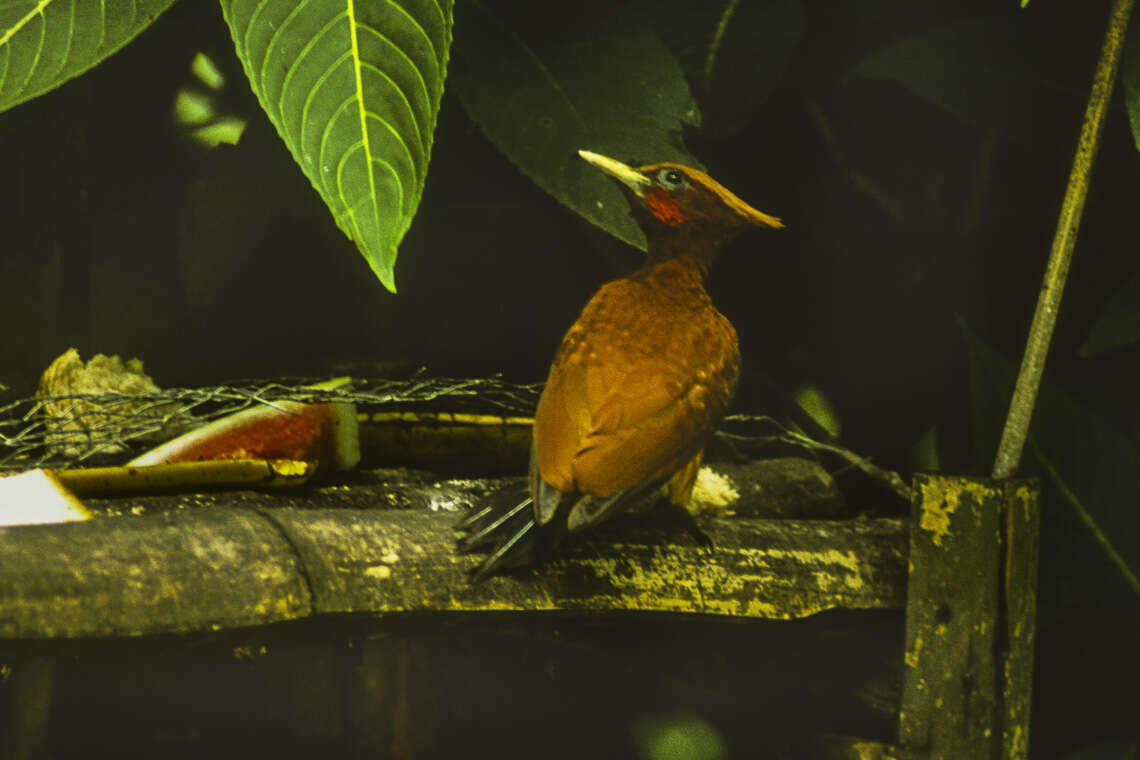 Image of Chestnut Woodpecker