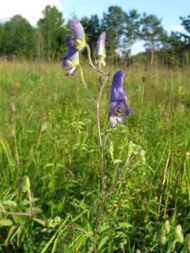 Image of Aconitum volubile Pall.