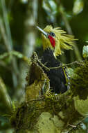 Image of Blond-crested Woodpecker