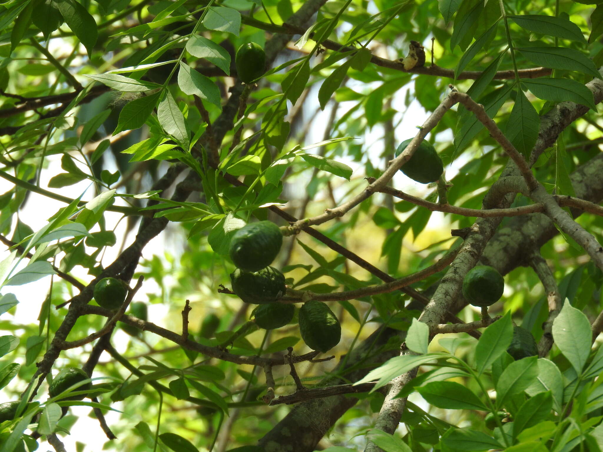 Imagem de Spondias purpurea L.