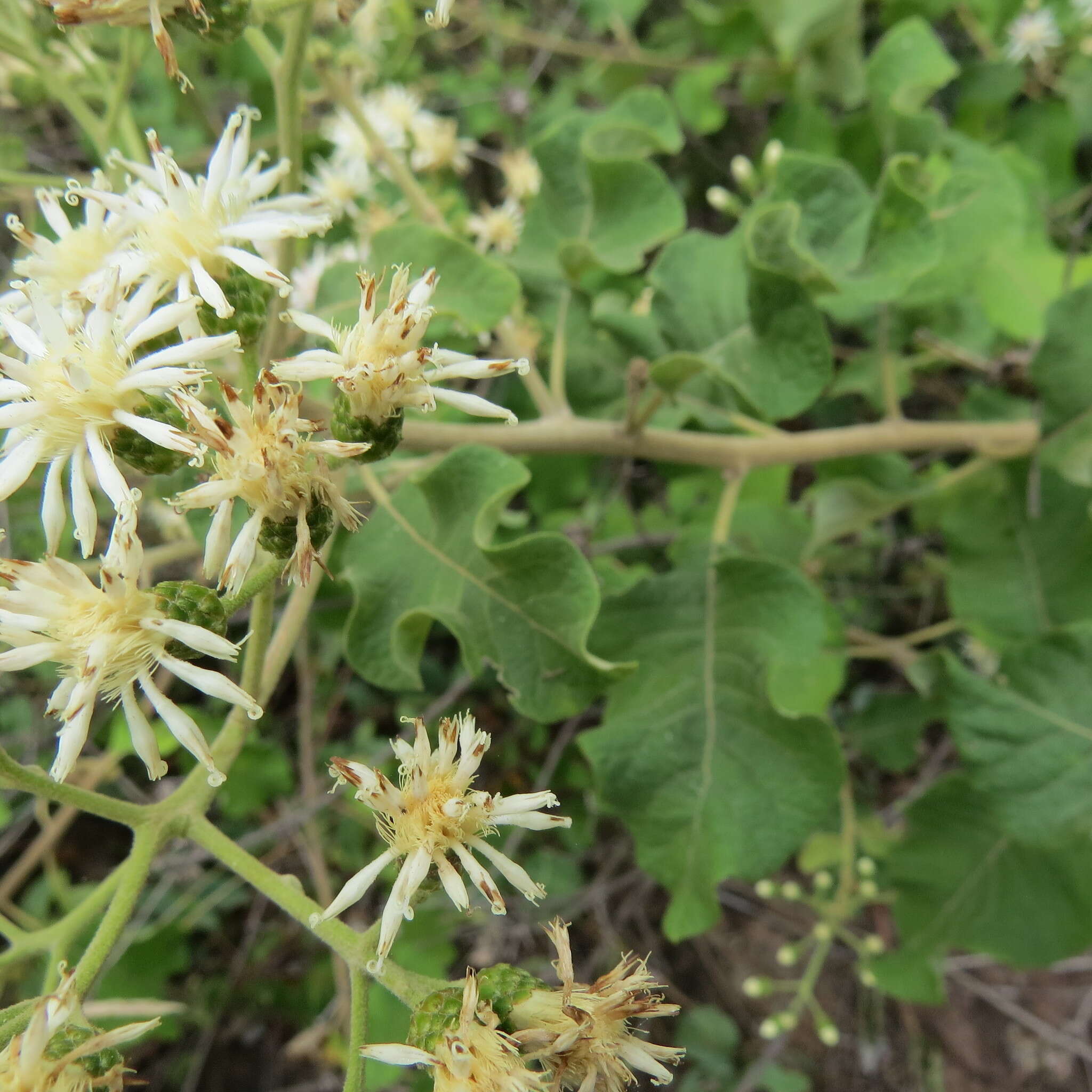 Image of Lowveld veronia