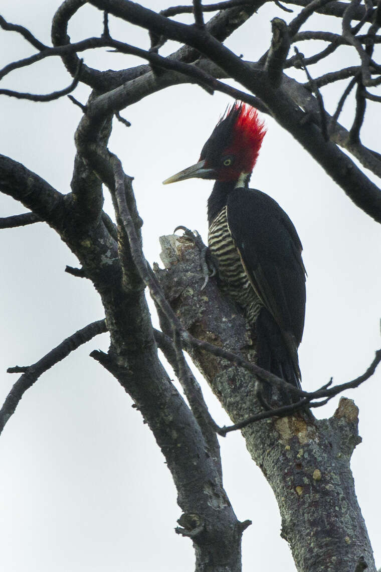 Image of Pale-billed Woodpecker