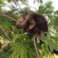 Image of Mexican Hairy Dwarf Porcupine